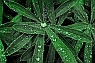 Dewdrops on Lupine Leaves